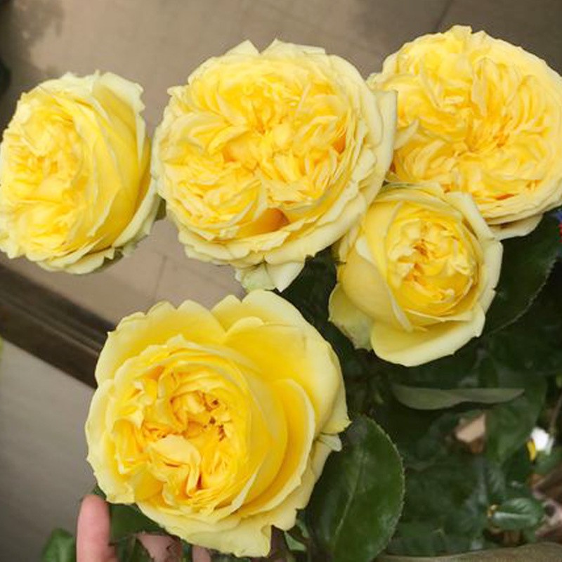 花仙知小黄鸡月季花大苗欧月阳台浓香特大花花卉绿植物室内庭院盆栽花