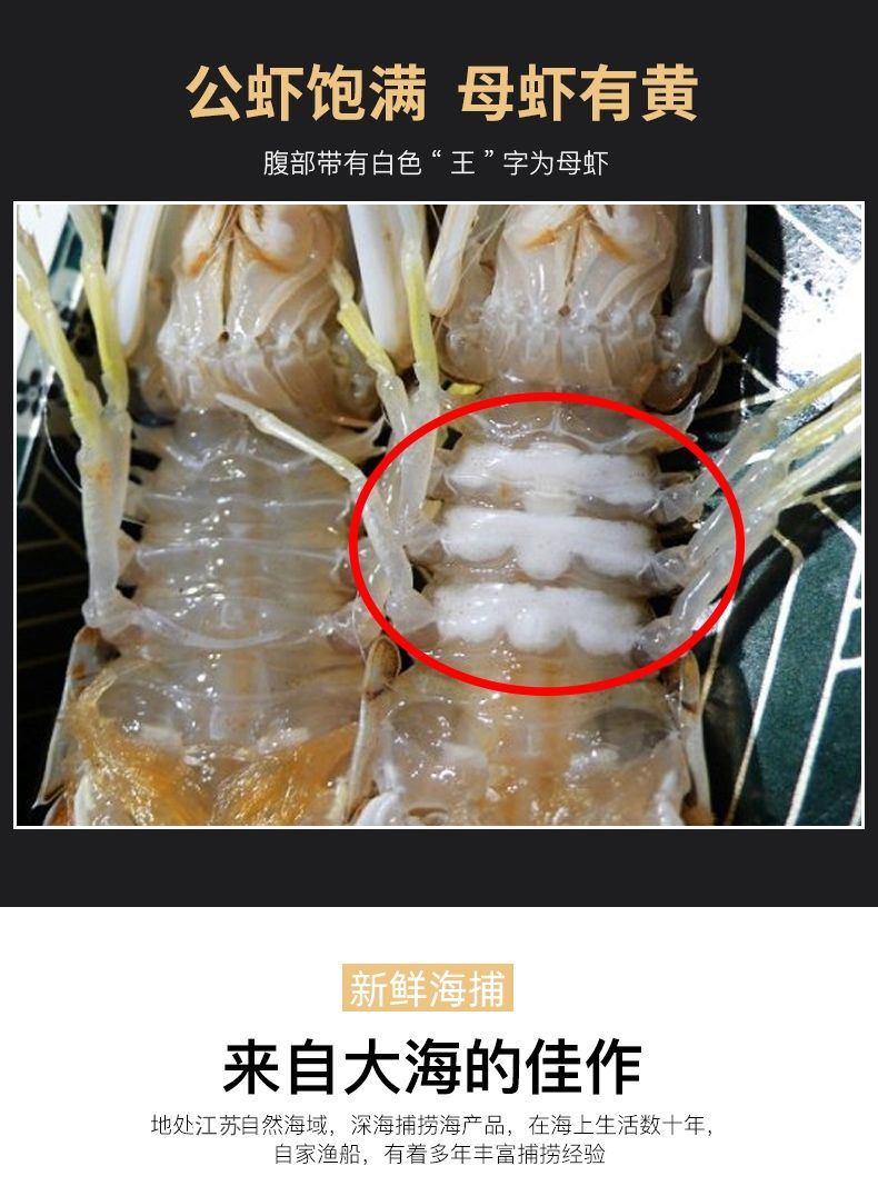 老扣 皮皮虾鲜活虾爬子特大冻虾海虾新鲜蒸熟虾爬虾姑虾婆海鲜批发