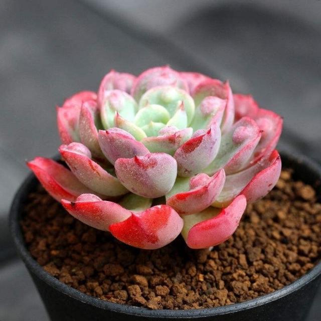 雨滴群生多头多肉植物盆栽肉肉新手植物办公室创意花卉绿植 雨滴 雨滴