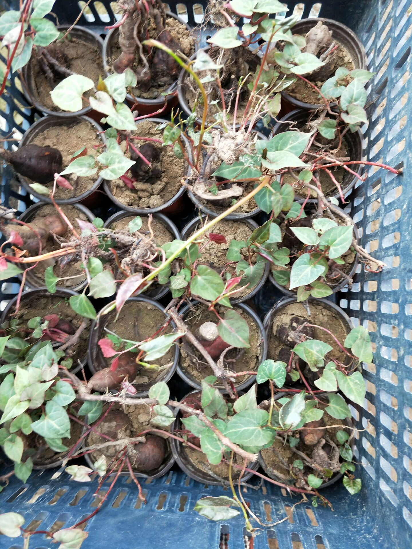 一名花匠一名花匠野生何首乌种苗 庭院盆栽植物 何首乌 观赏药用价值