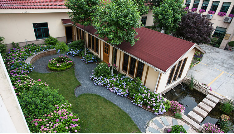 八仙大绣球花苗带花苞无尽夏花卉盆栽花卉室外绿植物庭院四季 少女2颗