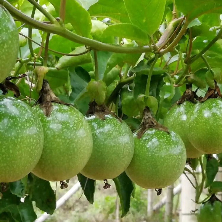 芳皓之睿黄金百香果苗带土四季爬藤南方嫁接当年结特大纯甜金蜜百香果