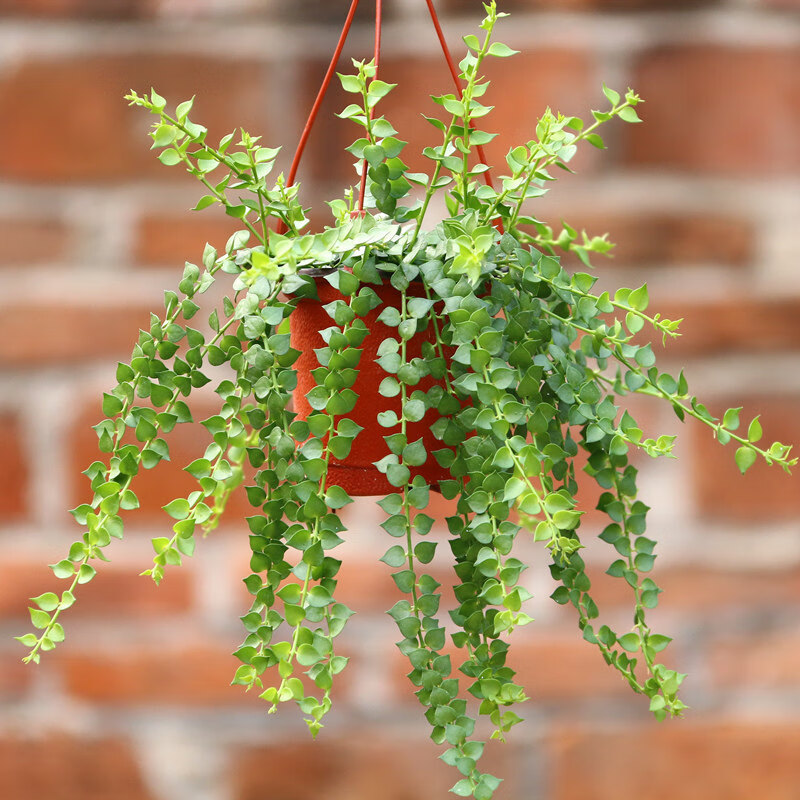 蝴蝶之舞 百万心吊兰植物室内阳台多肉串钱藤花卉四季常青盆栽吊篮