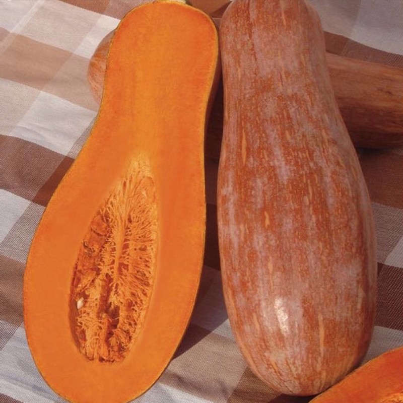 蜜本南瓜种子板栗甜栗密本秧苗春季播种早熟 早栗蜜本南瓜种子500粒