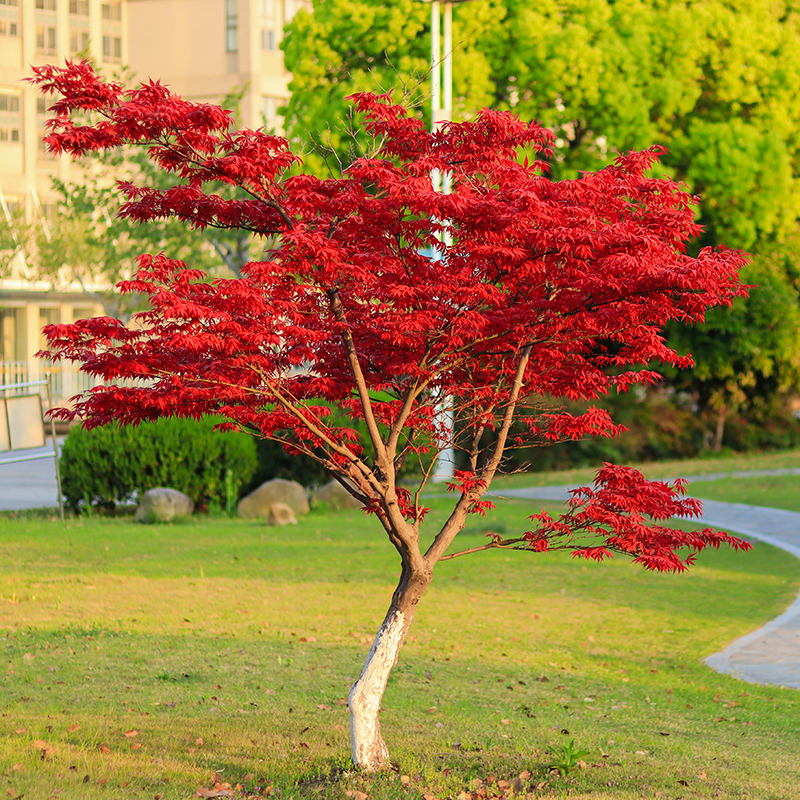 日本红枫树苗盆栽盆景别墅庭院绿化植物室内外三季四季红舞姬中国