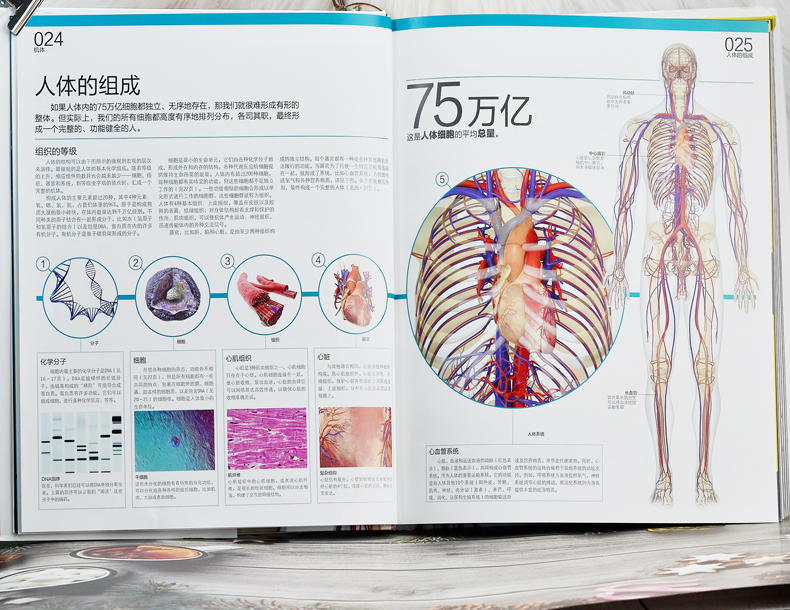 dk人体大百科 正版人体视觉图鉴人类进化繁衍胚胎发生发育生殖百科