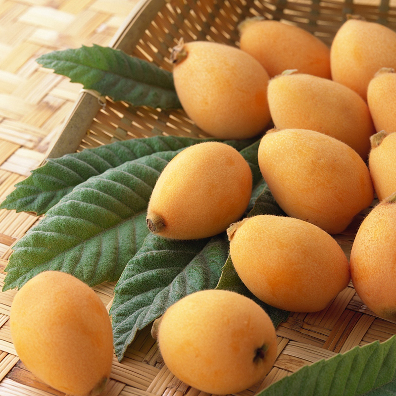 时染(shiran)重庆合川古楼枇杷当季现摘现发新鲜土枇杷精品大果5斤