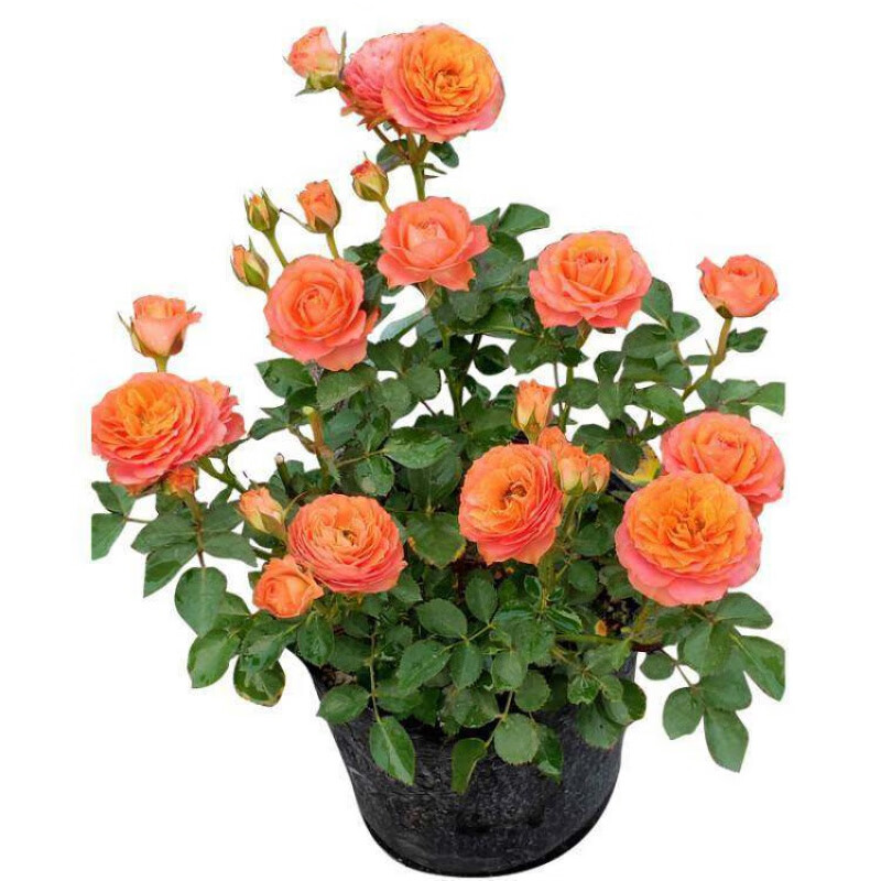 钻石玫瑰红钻月季花苗盆栽四季开花欧月浓香灌木阳台绿植物花卉 夏日