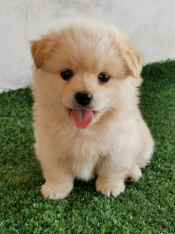 中国田园犬宠物真狗活物小狗幼犬柯基不咬人的好养的狗狗乳白色公