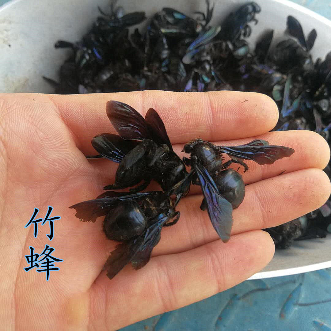 中藥材竹蜂 烏蜂 熊蜂 象蜂 竹蜜蜂 竹筒蜂散裝100克也可按只銷售 大