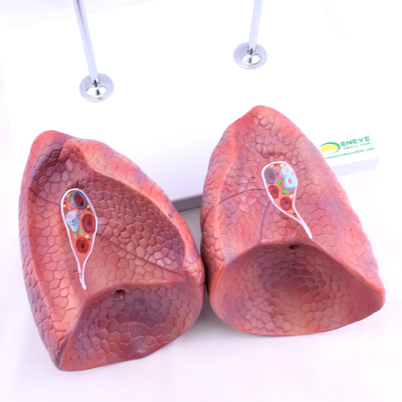 enovo颐诺医学人体肺段肺解剖模型 健康肺吸烟禁烟呼吸系统肺段胸外科