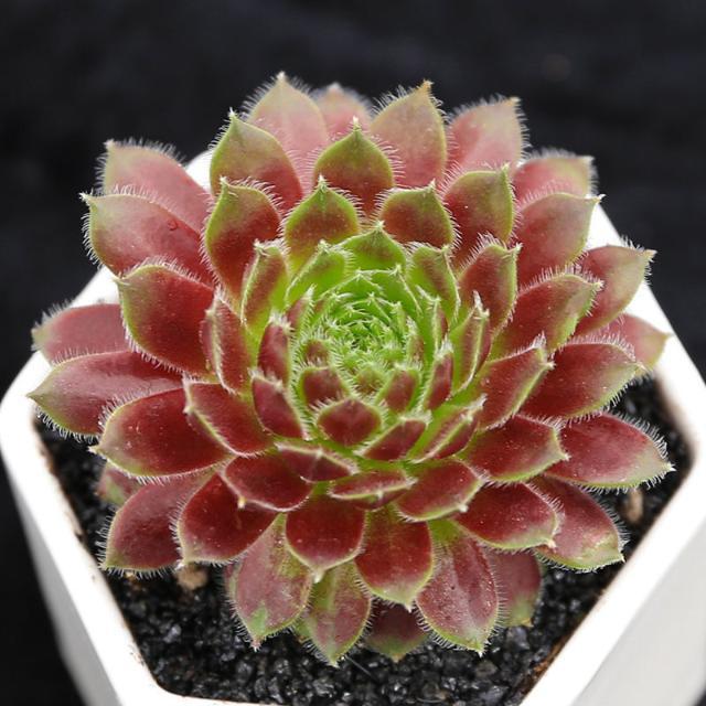 长生草耐寒盆栽肉肉新手植物办公室花卉 紫牡丹5-6cm【塑料盆栽好】