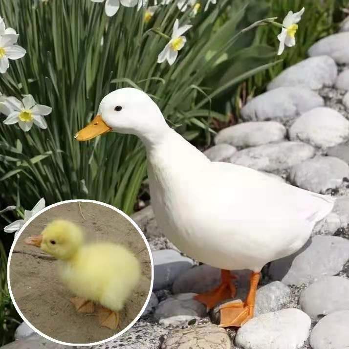 网红可爱小黄鸭 萌萌小鸭一只 一只【发2只】【图片 价格 品牌 报价】