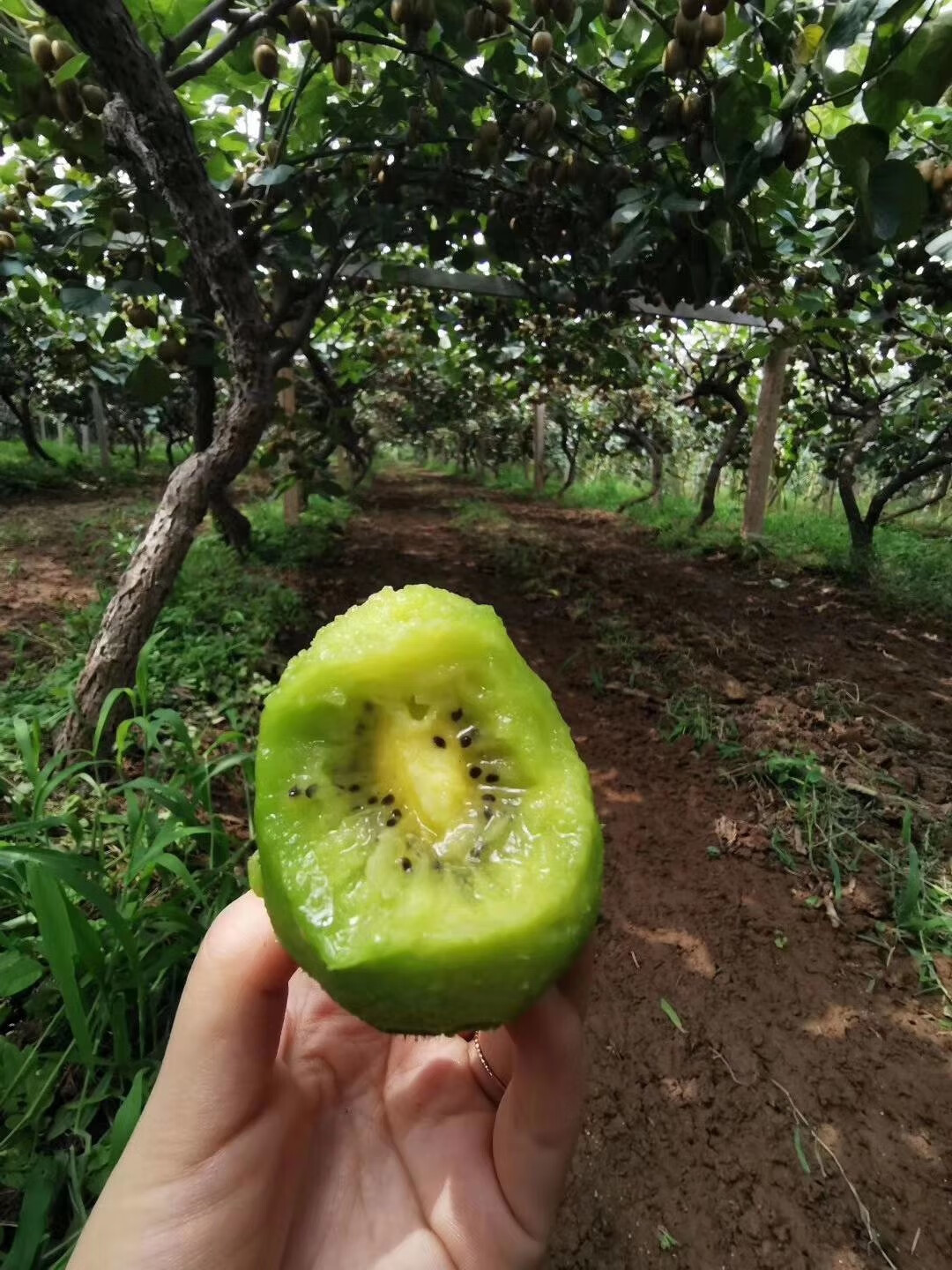陕西海沃德绿心猕猴桃 奇异果 15/30粒 多规格 大果 礼盒装 纯甜维c果