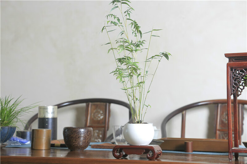 可狄【品质保证】日本进口小叶米竹四季常青清雅禅意迷你盆栽茶几办公