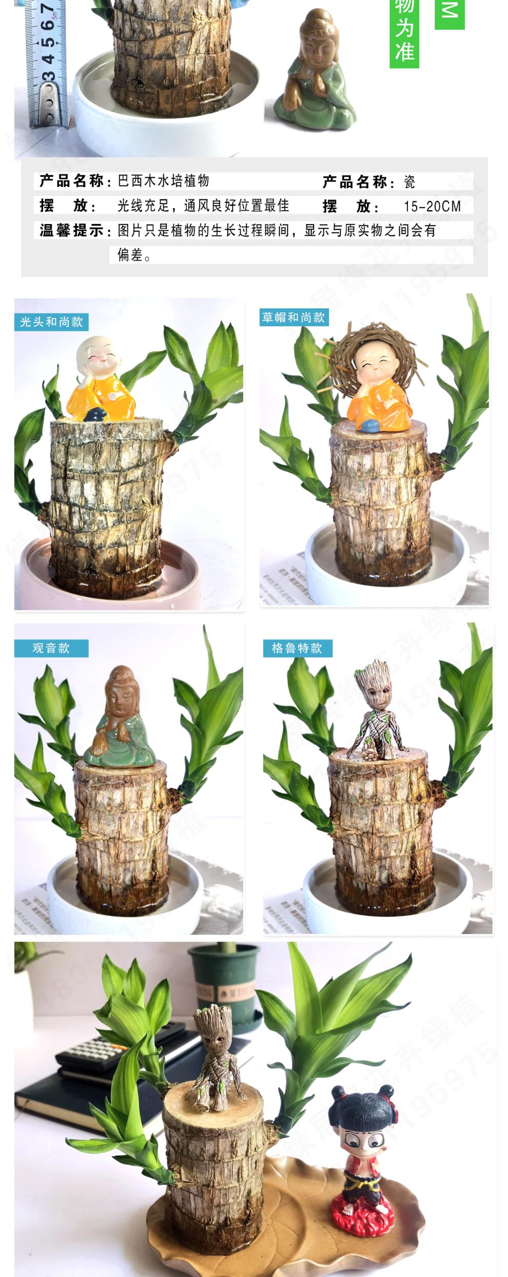 巴西幸运木水培室内植物办公室桌面绿植小树人格鲁特盆栽花卉瓷盆5 6cm巴西木塑料托盘含盆 图片价格品牌报价 京东 巴西幸运木水培室内植物办公室桌面绿植小树人格鲁特盆栽花卉瓷盆5 6cm巴西木塑料托盘含盆 图片价格品牌报价 京东