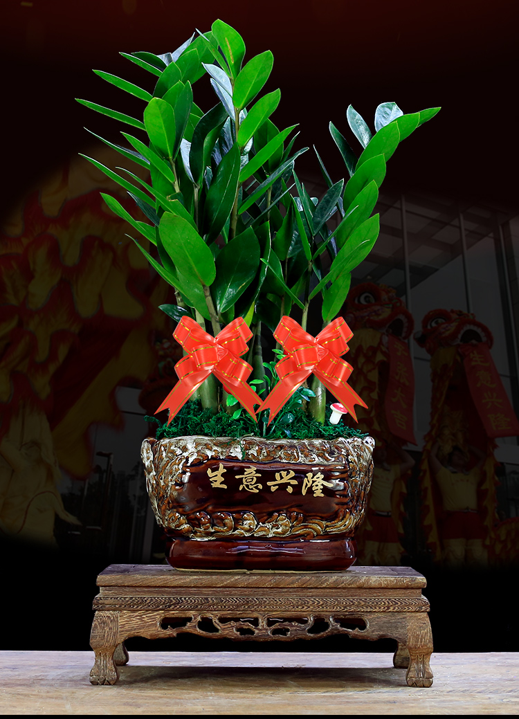 摇钱树乔迁开业送礼绿植发财树四季常青n 金钱树-财源广进b款-木座 送