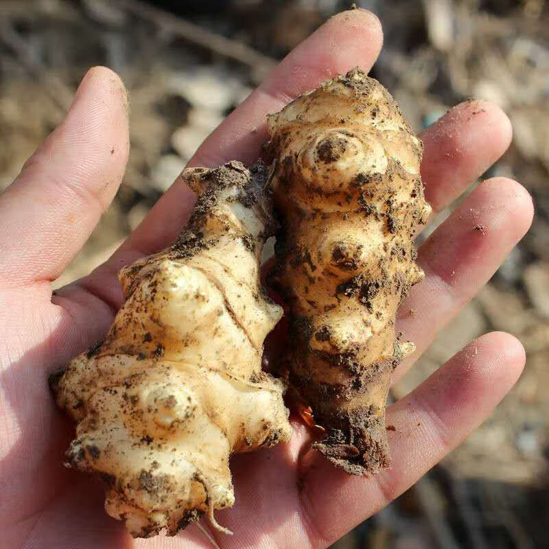 【坏果包赔】现货新鲜洋姜鬼子姜菊芋姜不辣2021年现挖地姜5斤 10斤