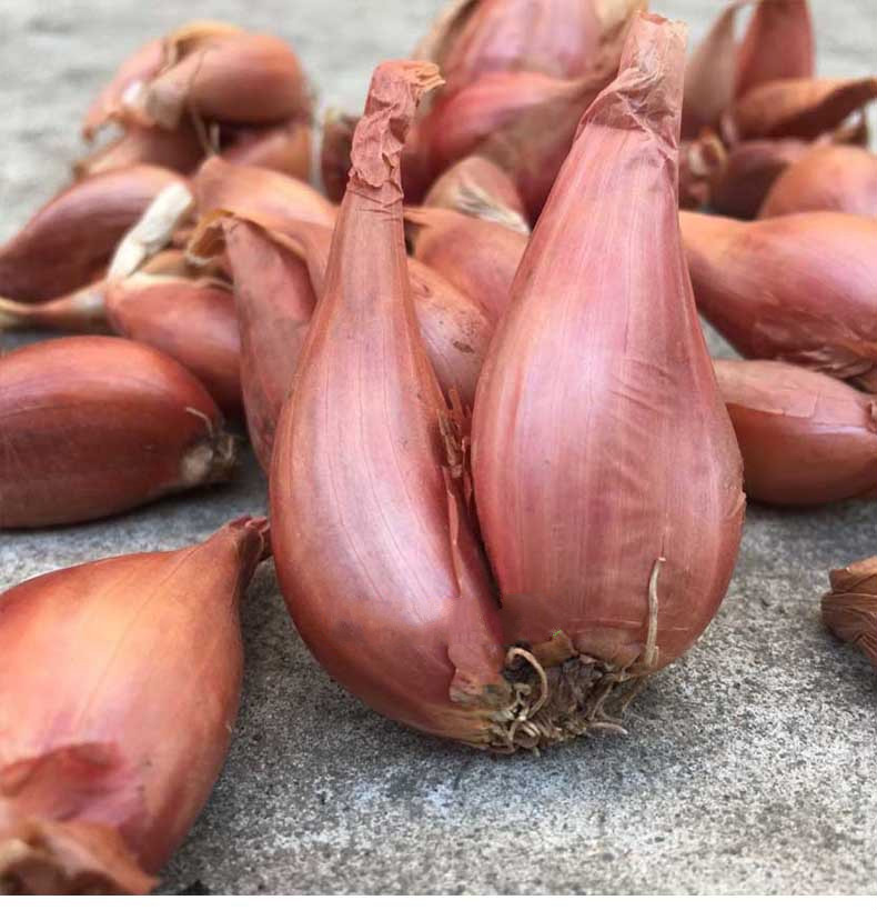 火葱头种红葱黄葱盆栽小葱四季可多次割熬油四川小香葱种孑葱根 红皮