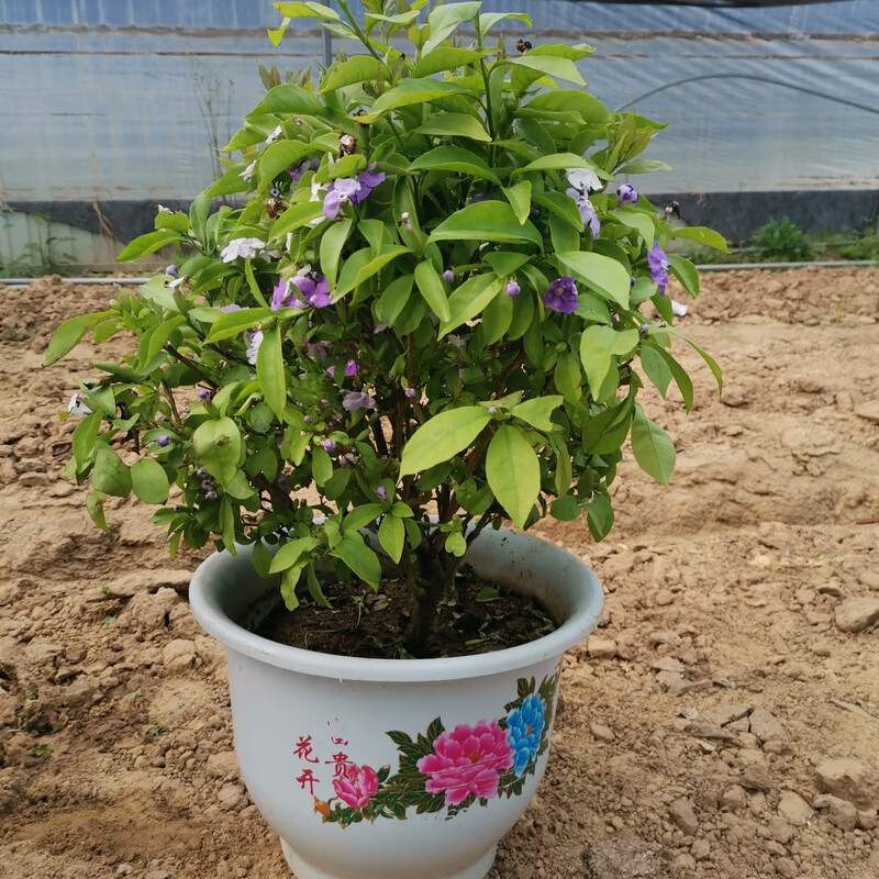 双色茉莉 双色花 鸳鸯茉莉花苗 家庭阳台室内盆栽芳香花卉绿植 小苗