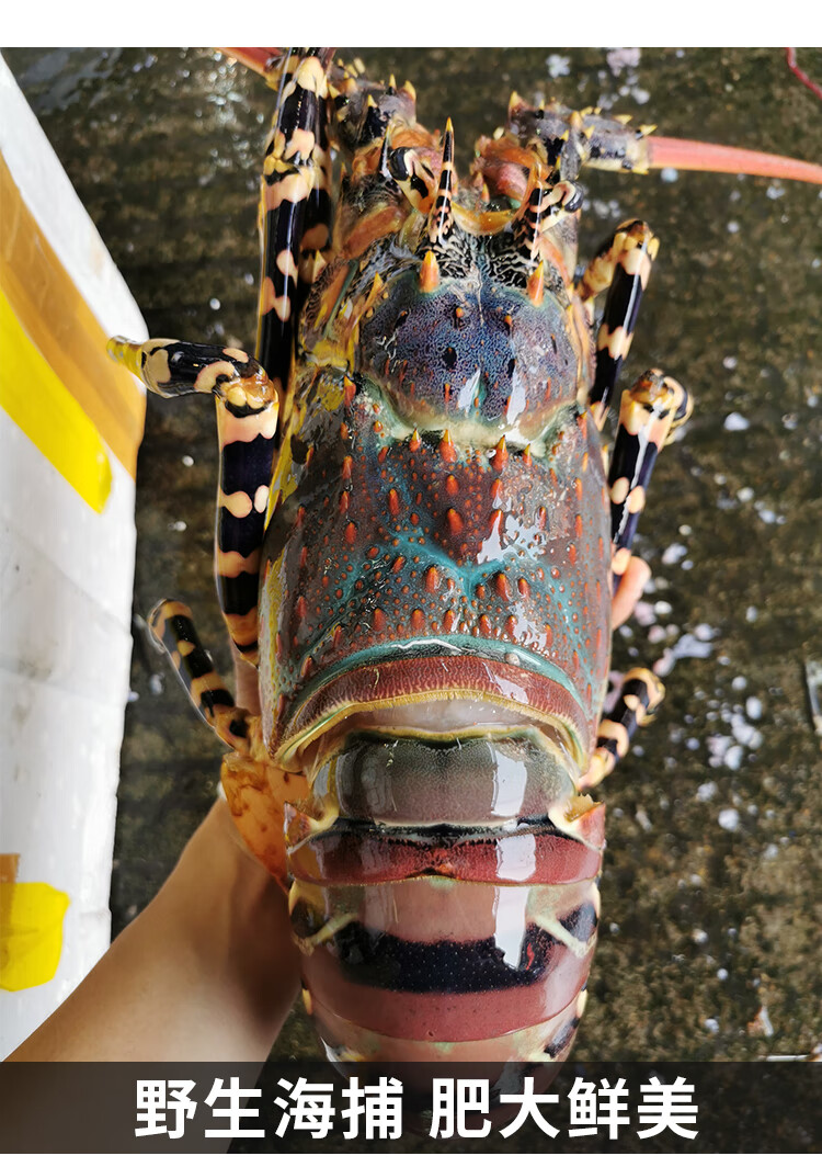 【活鮮】港遇海鮮鮮活水產 鮮活澳洲大花龍 澳洲花龍 龍蝦 中華錦繡