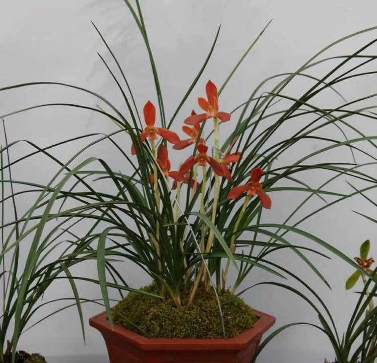 当年开花名品兰花苗 莲瓣兰春兰 红河红 阳台庭院绿植花卉h 红芯荷5苗