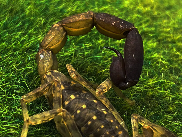 海南双针蝎 5厘米左右成体新手宠物蝎子活体雨林蝎国产经典套装 朴彩