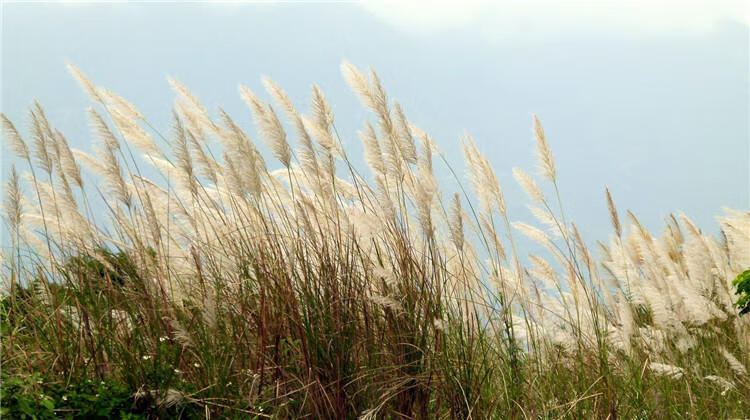 细叶芒种子 草京芒草京羽茅细叶笀花叶芒草草本植物庭院园林植物 芒草