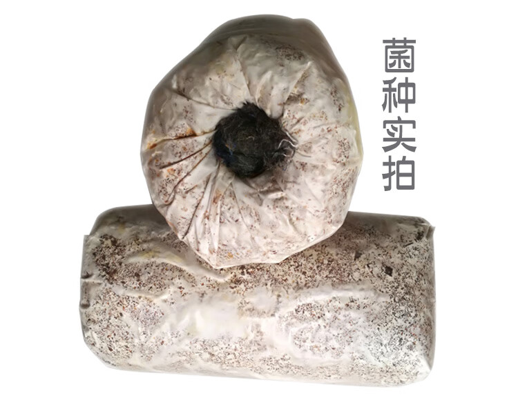 缇者椴木香菇菌种源生态椴木香菇椴木黑木耳菌种种在木头上的菌种三级