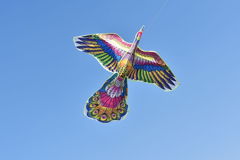 蕾迪熊leidixiong新款潍坊孔雀风筝成人风筝孔雀开屏长尾七彩大型微风