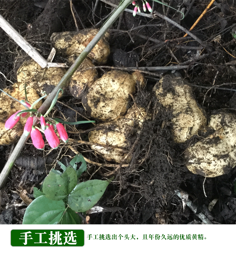 贵州新鲜黄精 自挖精选大个鸡头滇黄精老虎姜中药材 精选500克【1斤】