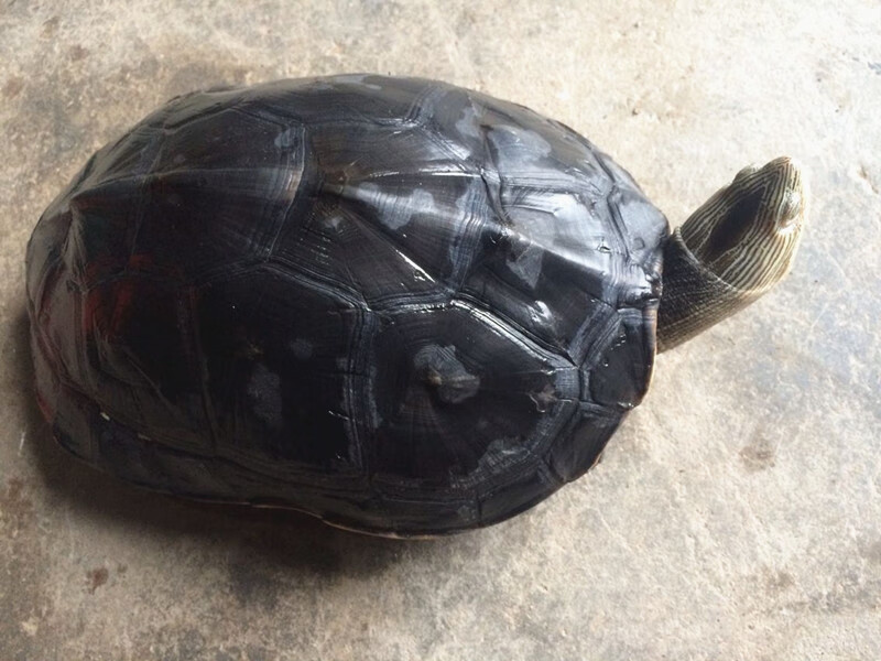 台湾草龟乌龟镇宅珍珠花龟风水龟大小乌龟苗水族龟放生祈福宠物龟 公