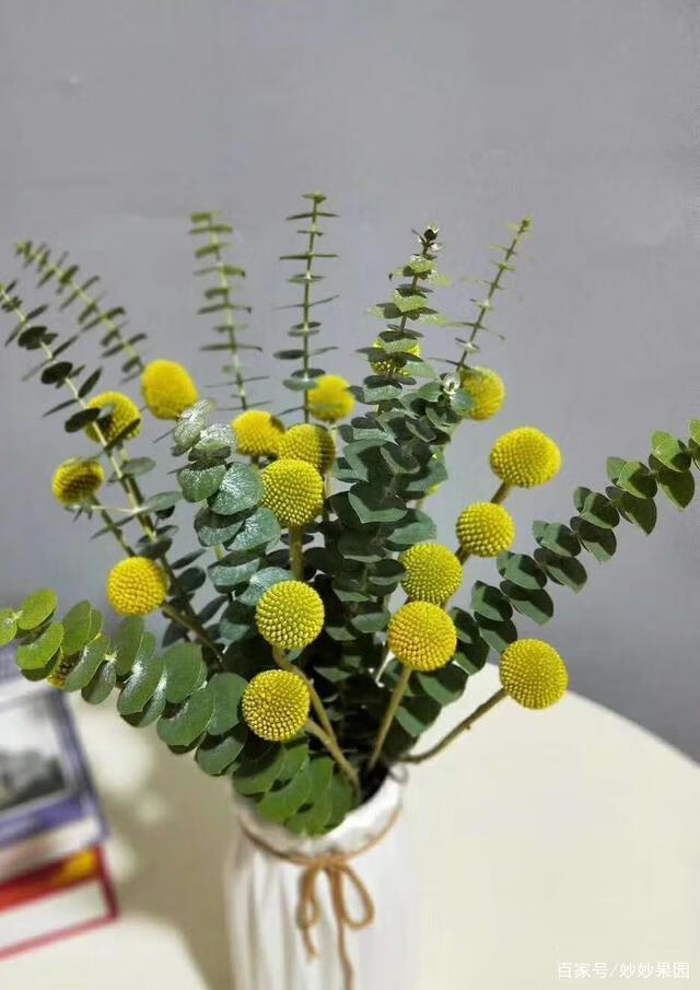 轻奢芊阙云南尤加利叶单枝长单枝鲜花ins欧美风简约时尚客厅装饰插花