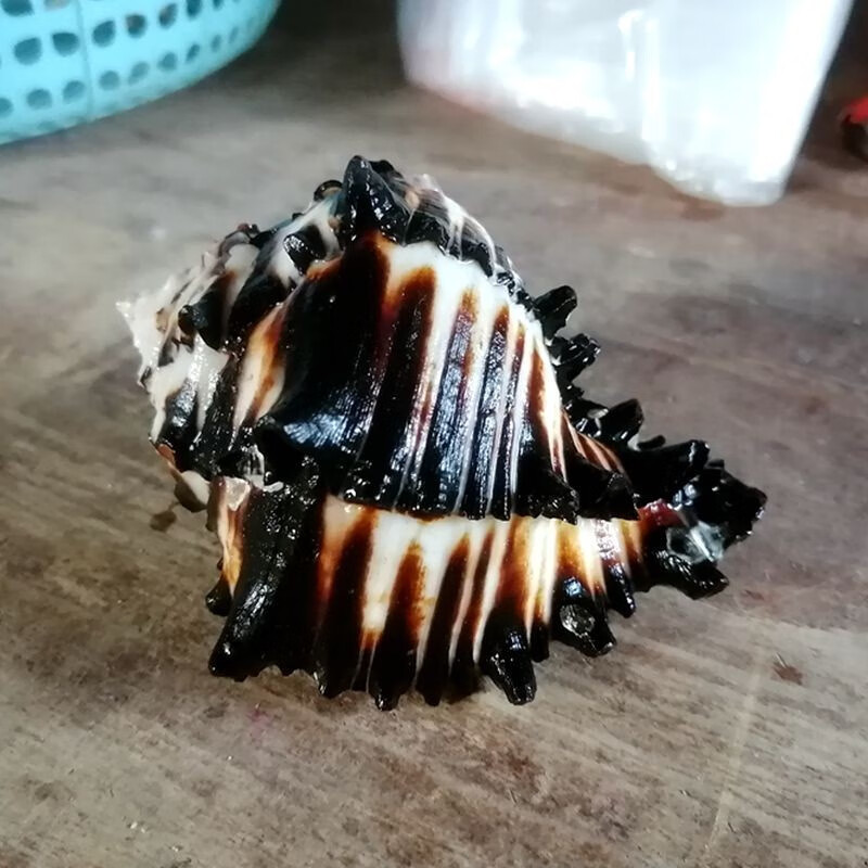 蓝海精灵天然海螺黑骨螺寄居蟹替换壳三湖虎鱼躲避鱼缸水草螺水族装饰