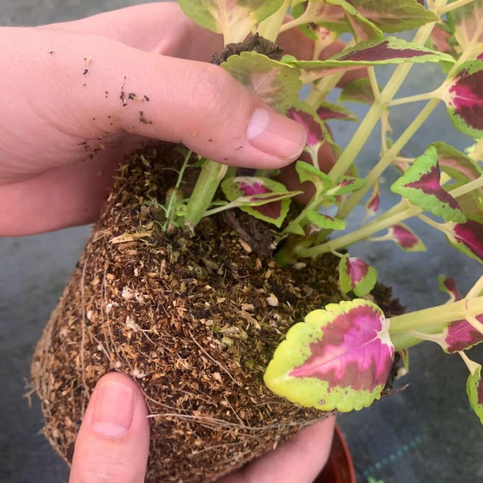 阳台庭院清心草办公室好养绿植 金边彩叶草小苗三株(不包活)【图片