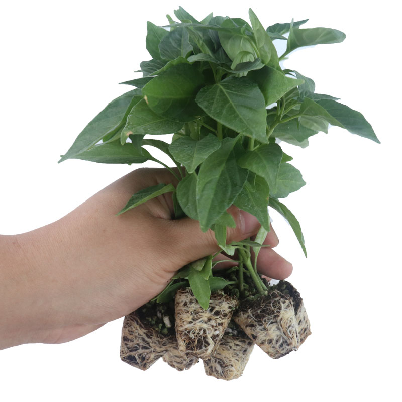 青椒猪大肠辣椒种孑四季全国春季夏季秋季冬高产 螺丝椒苗18棵y【图片