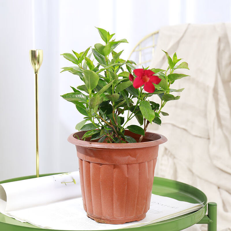 万里飘香藤盆栽室内花卉绿植物客厅四季开花盆景万里飘香藤2棵加仑盆