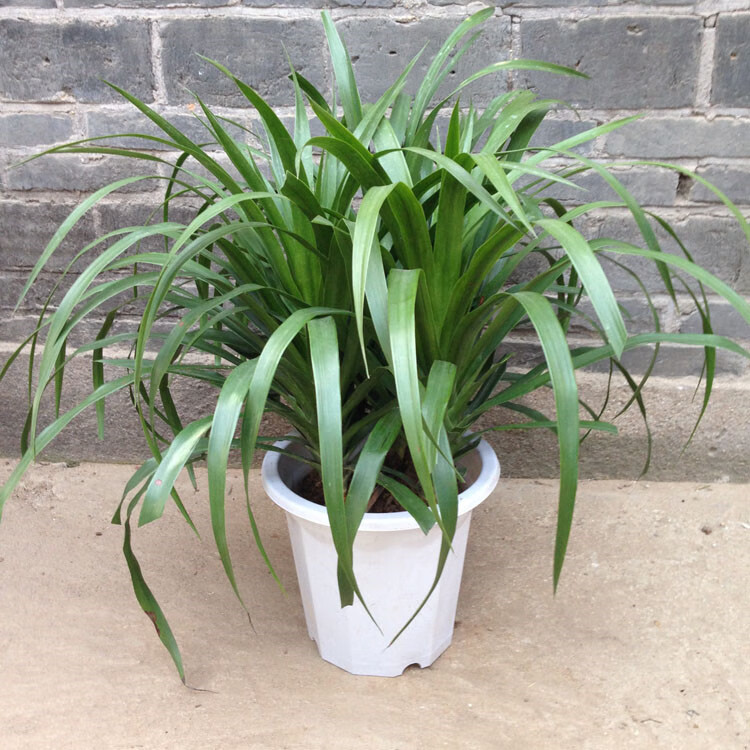 龙铁血树苗花卉盆栽办公室绿植盆栽大型盆栽龙铁树46个头多头龙血树