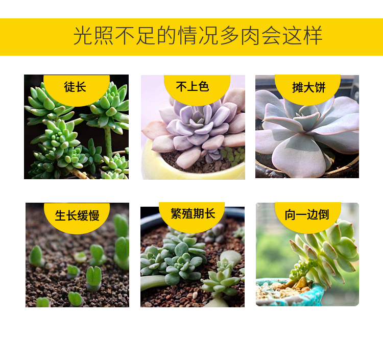 植物生长灯室内全光谱仿太阳光多肉补光灯花卉蔬菜育苗t8组培灯管 1.