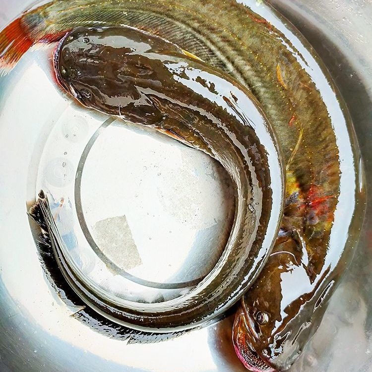 (非常新鲜)东北纯江鲶鱼黑龙江胡子大口鲶鱼淡水鱼鲜活速冻 一条二斤