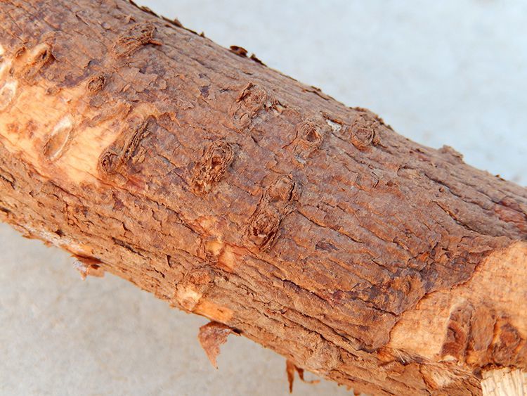 槐树根 野生槐根中药材国槐树根槐树皮老槐树根带皮洋槐根500g 500g