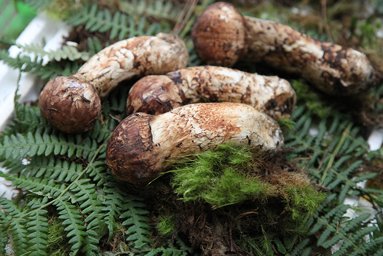 【云南扶贫馆】标准级 松茸菌茶 云南野生菌茶文化代表性干品 泡茶