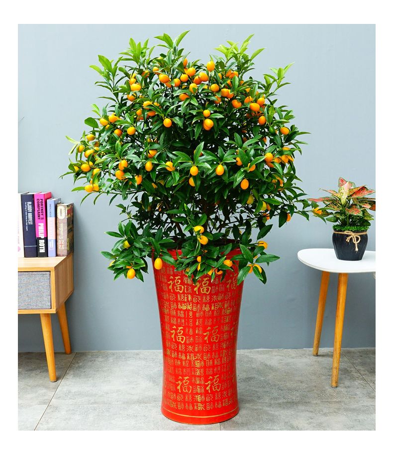 【年宵花】金桔盆栽四季桔年橘盆栽室内盆景年桔送礼绿植送长株潭