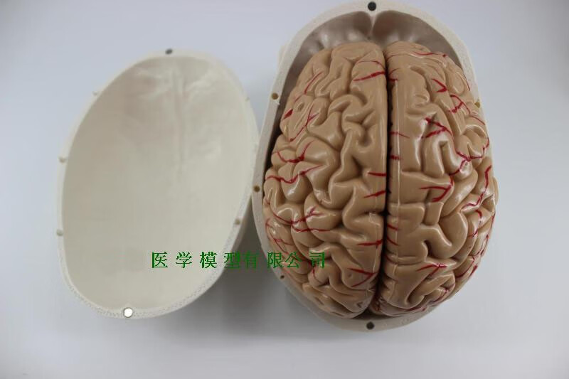 丰帆 骷髅头模型头颅模型医用美术仿真彩色头颅骨标本模型可拆分大脑