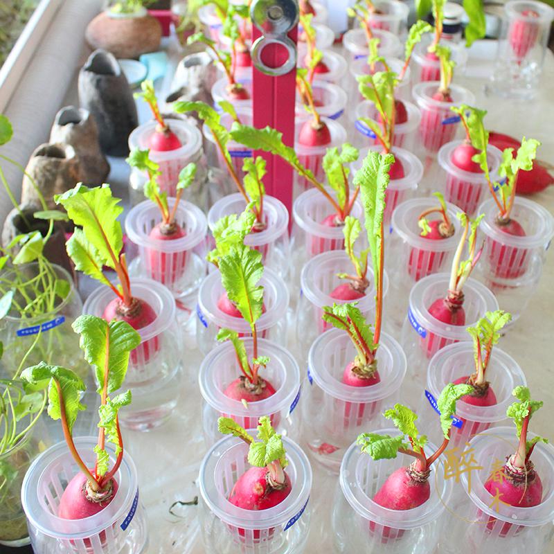 水培萝卜韭菜盆栽幼儿园植物角儿童观察日记小学生记录已发芽蔬菜