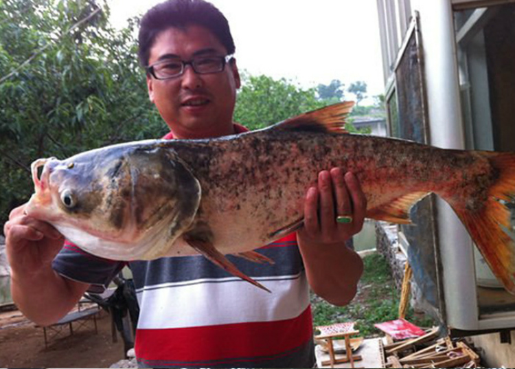 弘軒天下無魚冷氏魚餌花鰱魚食胖大頭浮釣白鰱水怪鰱鱅餌料爆炸鉤釣魚