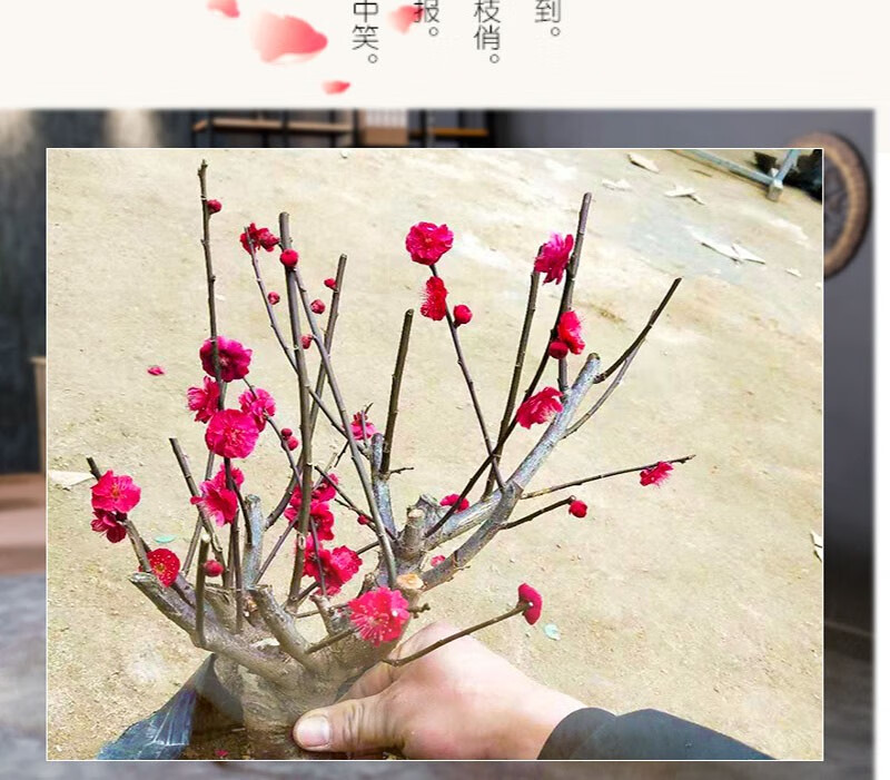 红梅腊梅海棠老桩盆景桂花九里香茶花可盆栽地栽颜色可选花期长耐寒