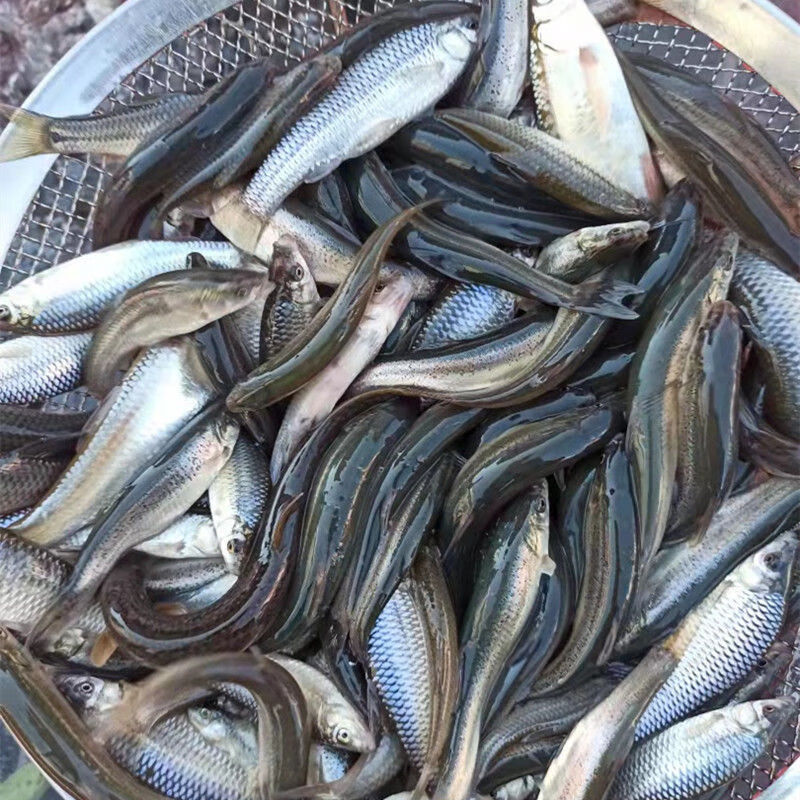 lism黑龙江特产野生鲜活麦穗鱼小杂鱼2斤3斤野生麦穗鱼