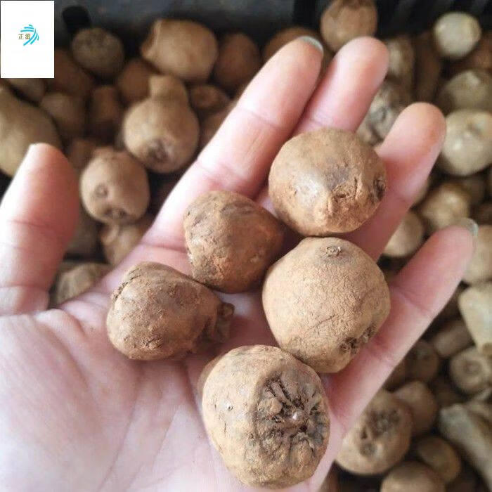 白魔芋种籽高产一代种子正宗高成活四季种植苗脱水消毒花魔芋种子有机