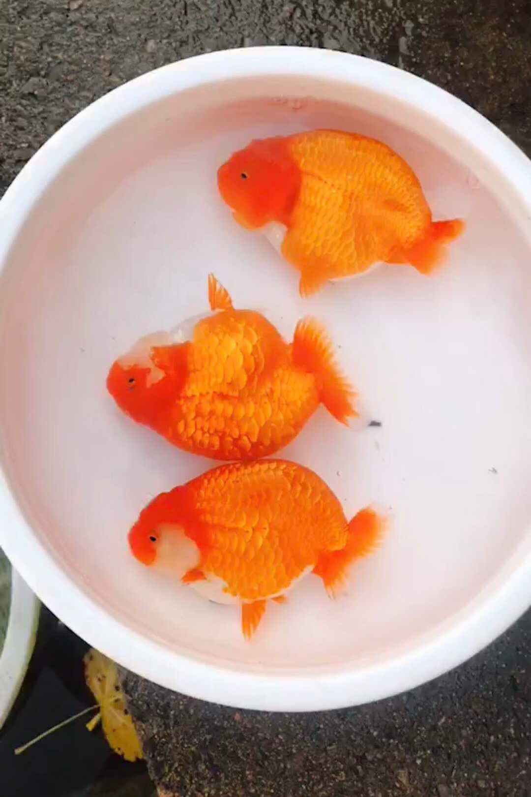 精品水墨兰寿奶牛兰寿活体观赏鱼五花兰寿玉兔兰寿黑兰寿好养 精品10